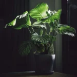 Elegant indoor plant in moody sustainable interior