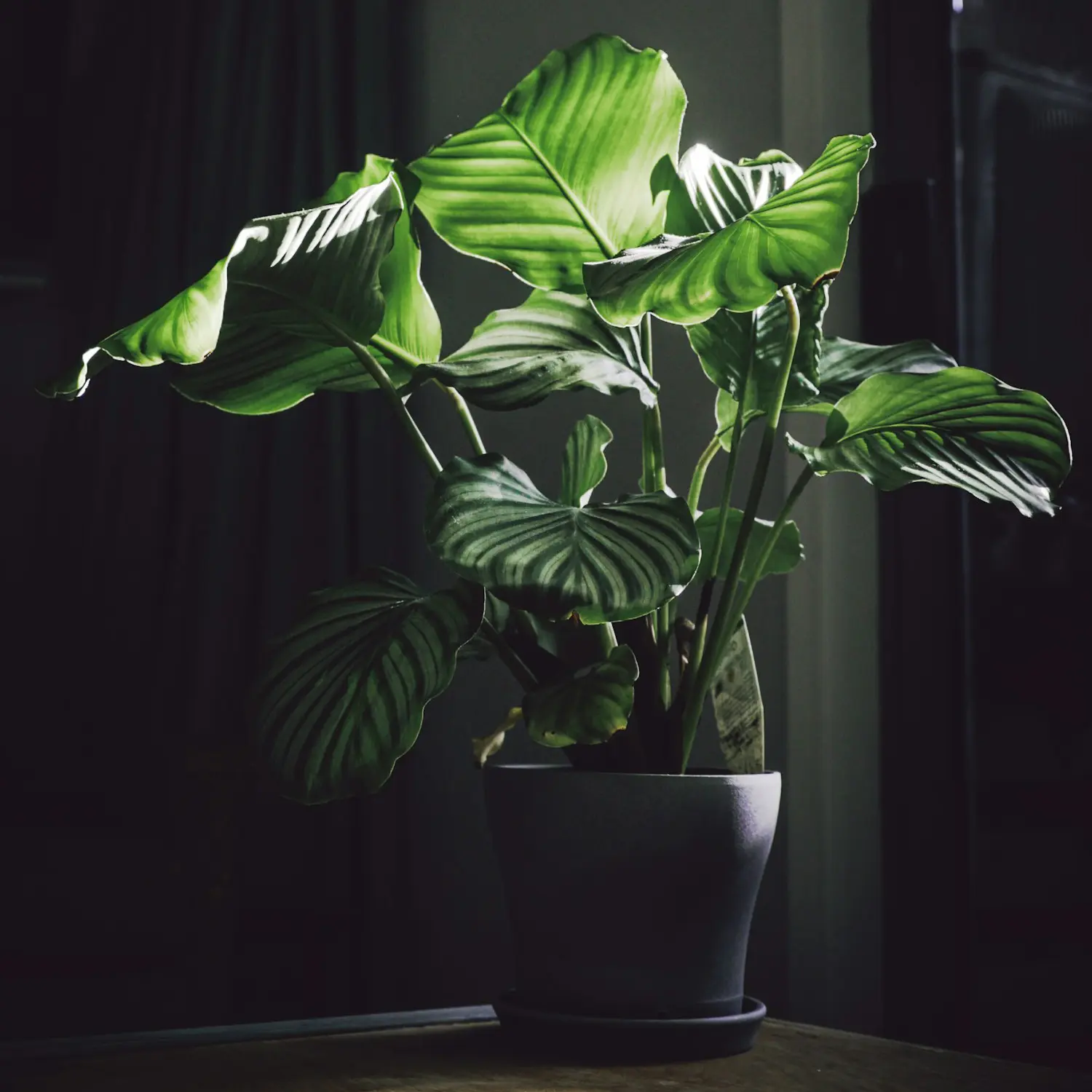 Elegant indoor plant in moody sustainable interior